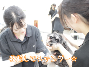 ドッグランでモデル犬とプール♪～２日目～